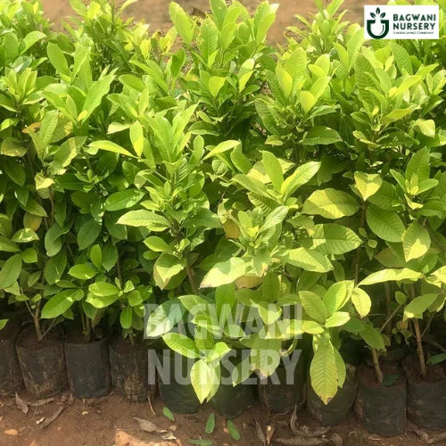 Cape jasmine, Cape jasmine plant, Gardenia Jasminoides Tree, Cape jasmine Tree, Gardenia Jasminoides Tree Plant, Cape jasmine in Bulk,