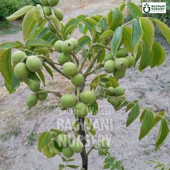 Grafted Walnut tree Supplier, Juglans Regia, Grafted Walnut tree Supplier in India, Wholesale Grafted Walnut, Wholesale Grafted Walnut Supplier, Grafted Walnut  Tree, Best Grafted Walnut Nursery, Juglans Regia in India, Bulk Grafted Walnut Supplier, Fruit Tree, Fruit Tree Nursery, Wholesale Fruit Tree Supplier, Best Fruit Tree Nursery in India,
