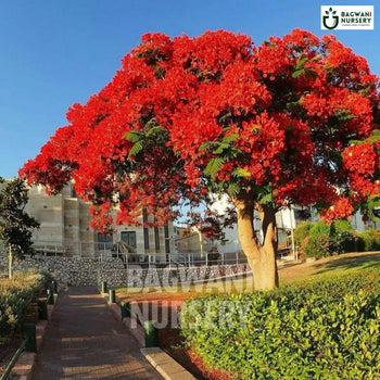 Gulmohar tree Supplier, Delonix Regia, Gulmohar Supplier in India, Wholesale Gulmohar, Wholesale Gulmohar Supplier, Gulmohar  Tree, Best Gulmohar Nursery, Gulmohar in India, Bulk Gulmohar Supplier, Timber Tree, Timber Tree Nursery, Wholesale Timber Tree Supplier, Best Timber Tree Nursery in India,