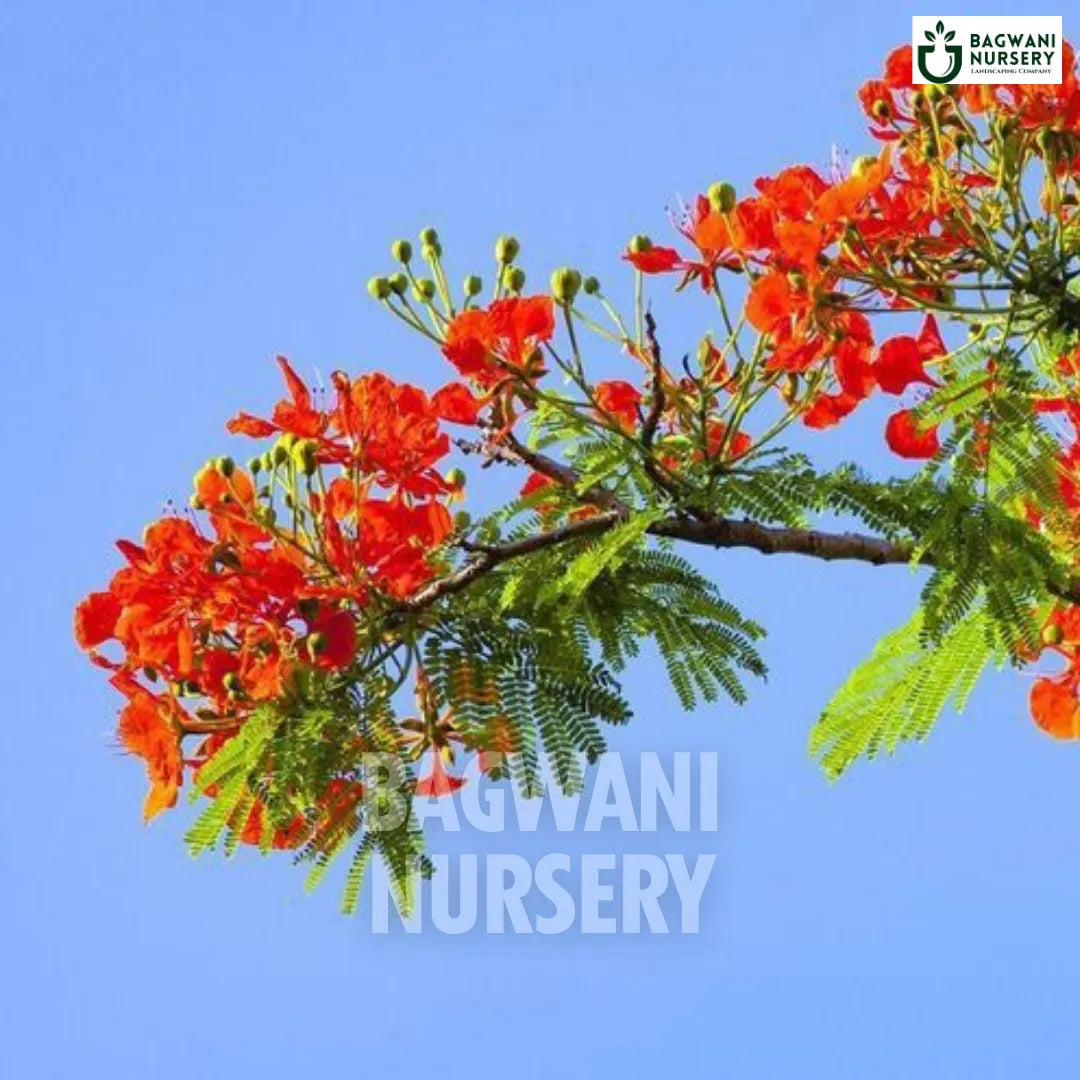 Gulmohar tree Supplier, Delonix Regia, Gulmohar Supplier in India, Wholesale Gulmohar, Wholesale Gulmohar Supplier, Gulmohar  Tree, Best Gulmohar Nursery, Gulmohar in India, Bulk Gulmohar Supplier, Timber Tree, Timber Tree Nursery, Wholesale Timber Tree Supplier, Best Timber Tree Nursery in India,