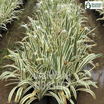 Variegated Beach Spider Lily, Variegated Beach Spider Lily plant, Hymenocallis Littoralis Variegata Tree, Variegated Beach Spider Lily Tree, Hymenocallis Littoralis Variegata Tree Plant, Variegated Beach Spider Lily in Bulk,