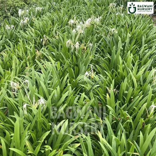 Beach Spider Lily, Beach Spider Lily plant, Hymenocallis LittoralisTree, Beach Spider Lily Tree, Hymenocallis LittoralisTree Plant, Beach Spider Lily in Bulk,