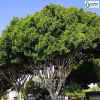 Indian Laurel tree Supplier, Ficus Microcarpa, Indian Laurel tree Supplier in India, Wholesale Indian Laurel, Wholesale Indian Laurel Supplier, Indian Laurel  Tree, Best Indian Laurel Nursery, Ficus Microcarpa in India, Bulk Indian Laurel Supplier, Timber Tree, Timber Tree Nursery, Wholesale Timber Tree Supplier, Best Timber Tree Nursery in India,