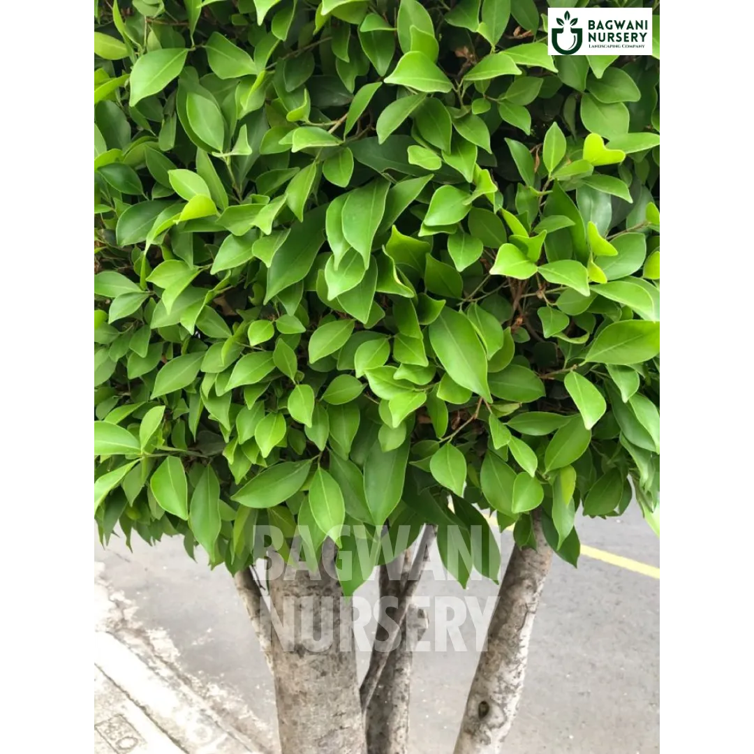 Indian Laurel tree Supplier, Ficus Microcarpa, Indian Laurel tree Supplier in India, Wholesale Indian Laurel, Wholesale Indian Laurel Supplier, Indian Laurel  Tree, Best Indian Laurel Nursery, Ficus Microcarpa in India, Bulk Indian Laurel Supplier, Timber Tree, Timber Tree Nursery, Wholesale Timber Tree Supplier, Best Timber Tree Nursery in India,