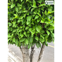 Indian Laurel tree Supplier, Ficus Microcarpa, Indian Laurel tree Supplier in India, Wholesale Indian Laurel, Wholesale Indian Laurel Supplier, Indian Laurel  Tree, Best Indian Laurel Nursery, Ficus Microcarpa in India, Bulk Indian Laurel Supplier, Timber Tree, Timber Tree Nursery, Wholesale Timber Tree Supplier, Best Timber Tree Nursery in India,