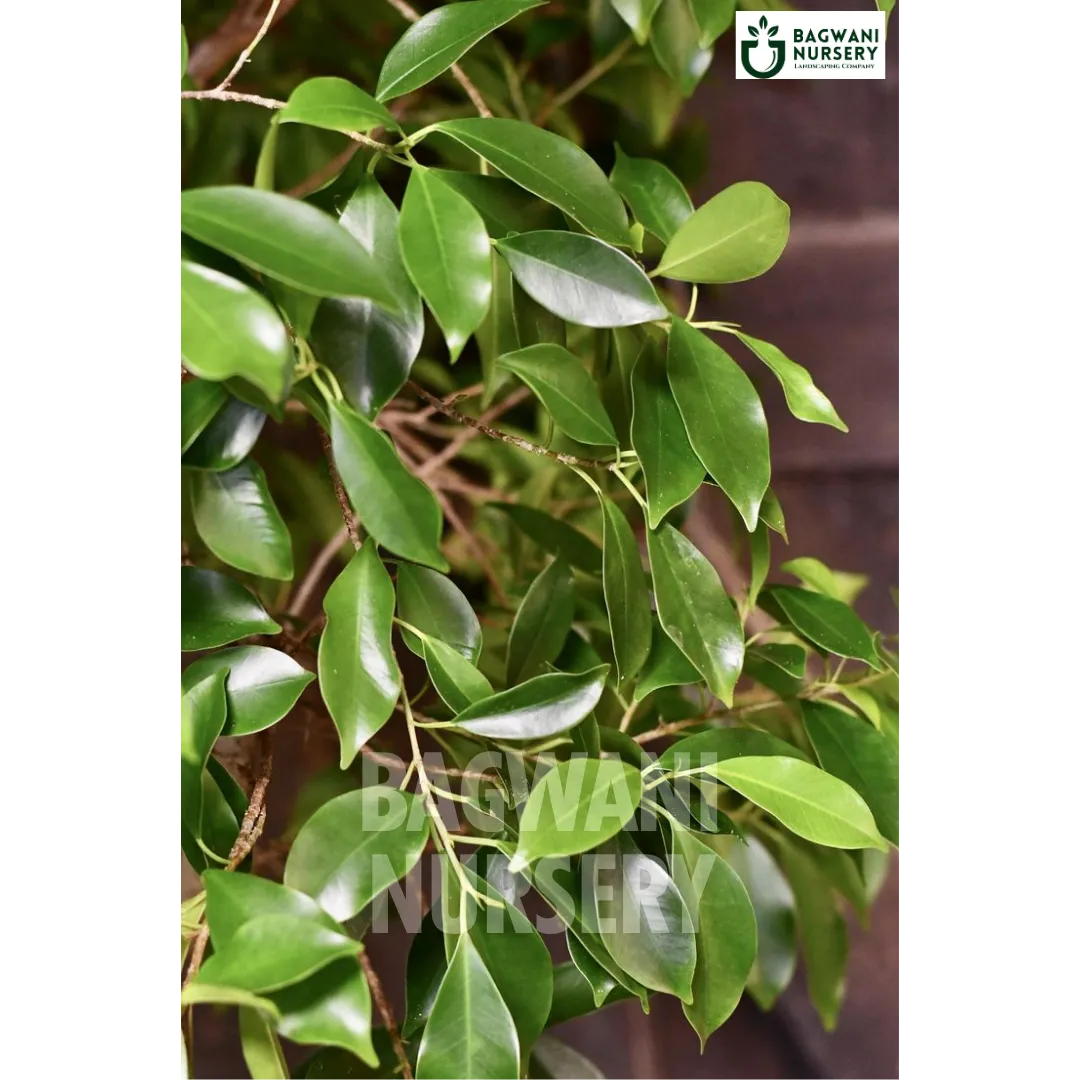 Indian Laurel tree Supplier, Ficus Microcarpa, Indian Laurel tree Supplier in India, Wholesale Indian Laurel, Wholesale Indian Laurel Supplier, Indian Laurel  Tree, Best Indian Laurel Nursery, Ficus Microcarpa in India, Bulk Indian Laurel Supplier, Timber Tree, Timber Tree Nursery, Wholesale Timber Tree Supplier, Best Timber Tree Nursery in India,