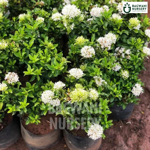 Ixora Mini Dwarf White, Ixora Mini Dwarf White plant, Ixora Coccinea Tree, Ixora Mini Dwarf White Tree, Ixora Coccinea Tree Plant, Ixora Mini Dwarf White in Bulk,