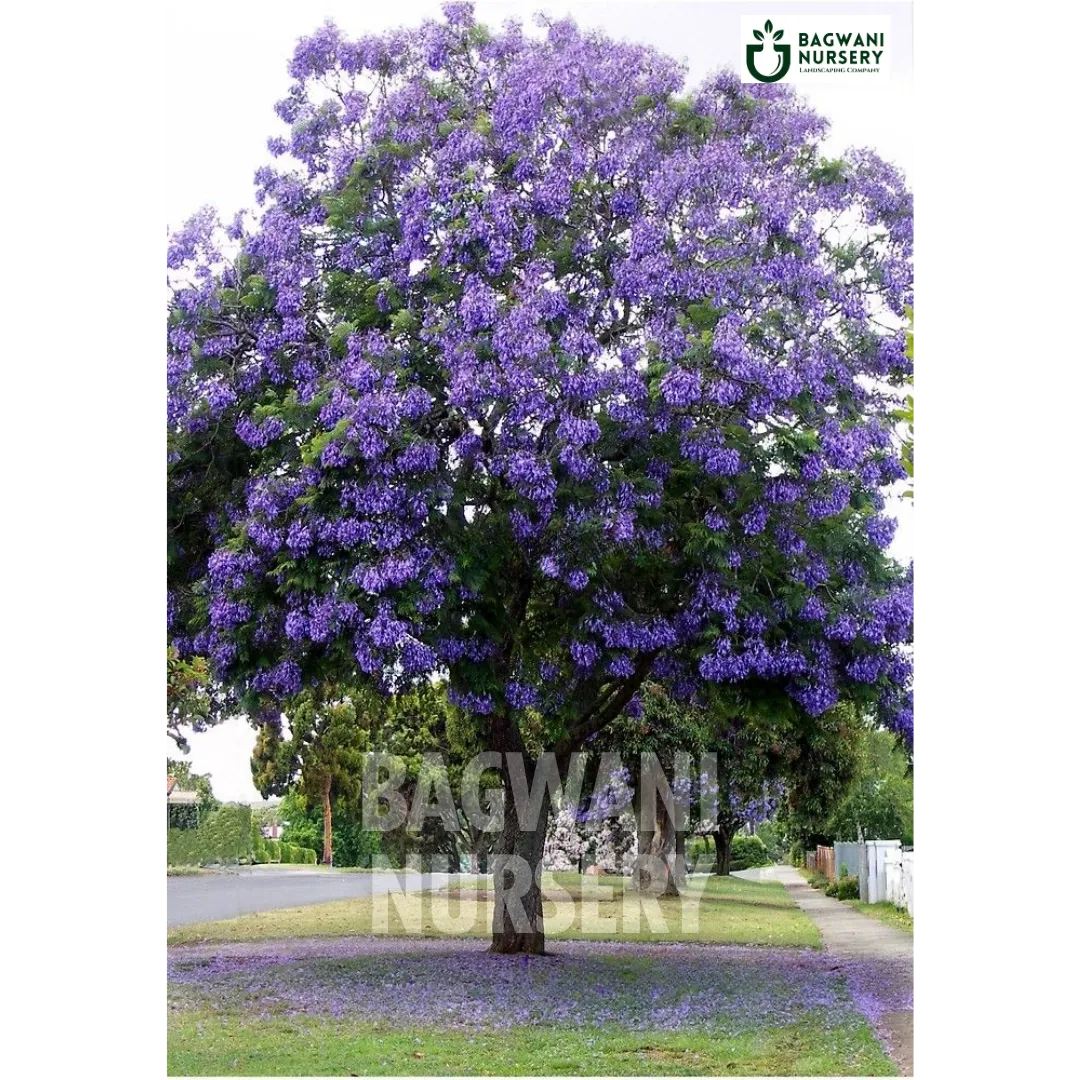 Jacaranda tree Supplier, Jacaranda Mimosifolia, Jacaranda tree Supplier in India, Wholesale Jacaranda, Wholesale Jacaranda Supplier, Jacaranda  Tree, Best Jacaranda Nursery, Jacaranda Mimosifolia in India, Bulk Jacaranda Supplier, Timber Tree, Timber Tree Nursery, Wholesale Timber Tree Supplier, Best Timber Tree Nursery in India,
