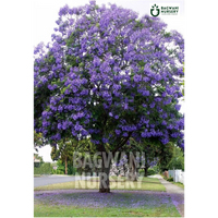 Jacaranda tree Supplier, Jacaranda Mimosifolia, Jacaranda tree Supplier in India, Wholesale Jacaranda, Wholesale Jacaranda Supplier, Jacaranda  Tree, Best Jacaranda Nursery, Jacaranda Mimosifolia in India, Bulk Jacaranda Supplier, Timber Tree, Timber Tree Nursery, Wholesale Timber Tree Supplier, Best Timber Tree Nursery in India,
