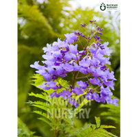 Jacaranda tree Supplier, Jacaranda Mimosifolia, Jacaranda tree Supplier in India, Wholesale Jacaranda, Wholesale Jacaranda Supplier, Jacaranda  Tree, Best Jacaranda Nursery, Jacaranda Mimosifolia in India, Bulk Jacaranda Supplier, Timber Tree, Timber Tree Nursery, Wholesale Timber Tree Supplier, Best Timber Tree Nursery in India,