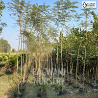 Jacaranda tree Supplier, Jacaranda Mimosifolia, Jacaranda tree Supplier in India, Wholesale Jacaranda, Wholesale Jacaranda Supplier, Jacaranda  Tree, Best Jacaranda Nursery, Jacaranda Mimosifolia in India, Bulk Jacaranda Supplier, Timber Tree, Timber Tree Nursery, Wholesale Timber Tree Supplier, Best Timber Tree Nursery in India,