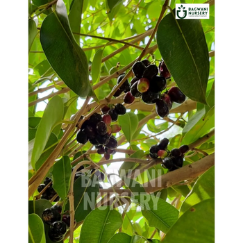 Jamun tree Supplier, Syzygium Cumini, Jamun tree Supplier in India, Wholesale Jamun, Wholesale Jamun Supplier, Jamun  Tree, Best Jamun Nursery, Syzygium Cumini in India, Bulk Jamun Supplier, Timber Tree, Timber Tree Nursery, Wholesale Timber Tree Supplier, Best Timber Tree Nursery in India,