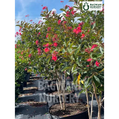 Jatropha Red, Jatropha Red plant, Jatropha Integerrima Tree, Jatropha Red Tree, Jatropha Integerrima Tree Plant, Jatropha Red in Bulk,