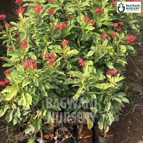 Jatropha Variegated, Jatropha Variegated plant, Jatropha Integerrima Tree, Jatropha Variegated Tree, Jatropha Integerrima Tree Plant, Jatropha Variegated in Bulk,