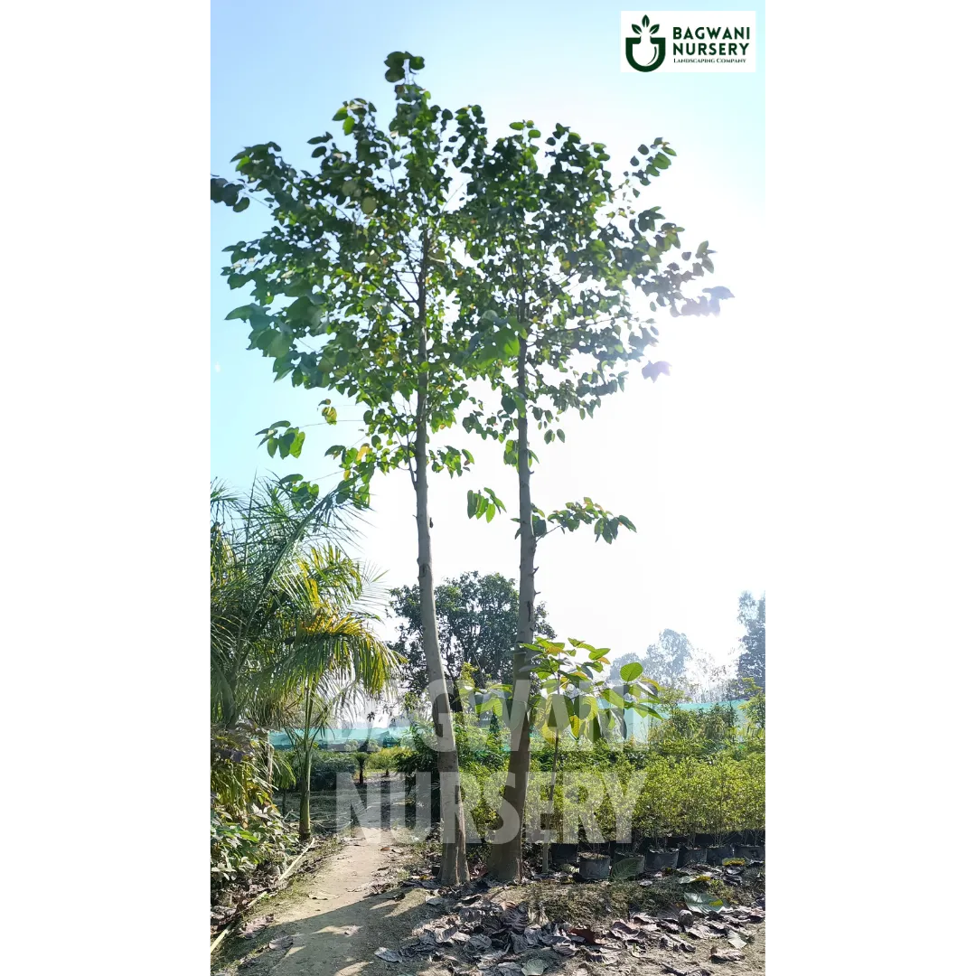 Kadamba tree Supplier, Neolamarckia Cadamba, Kadamba tree Supplier in India, Wholesale Kadamba, Wholesale Kadamba Supplier, Kadamba  Tree, Best Kadamba Nursery, Neolamarckia Cadamba in India, Bulk Kadamba Supplier, Timber Tree, Timber Tree Nursery, Wholesale Timber Tree Supplier, Best Timber Tree Nursery in India,