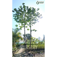 Kadamba tree Supplier, Neolamarckia Cadamba, Kadamba tree Supplier in India, Wholesale Kadamba, Wholesale Kadamba Supplier, Kadamba  Tree, Best Kadamba Nursery, Neolamarckia Cadamba in India, Bulk Kadamba Supplier, Timber Tree, Timber Tree Nursery, Wholesale Timber Tree Supplier, Best Timber Tree Nursery in India,