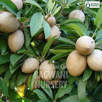 Kalapatti Thai Chiku tree Supplier, Manilkara Zapota, Kalapatti Thai Chiku tree Supplier in India, Wholesale Kalapatti Thai Chiku, Wholesale Kalapatti Thai Chiku Supplier, Kalapatti Thai Chiku  Tree, Best Kalapatti Thai Chiku Nursery, Manilkara Zapota in India, Bulk Kalapatti Thai Chiku Supplier, Fruit Tree, Fruit Tree Nursery, Wholesale Fruit Tree Supplier, Best Fruit Tree Nursery in India,