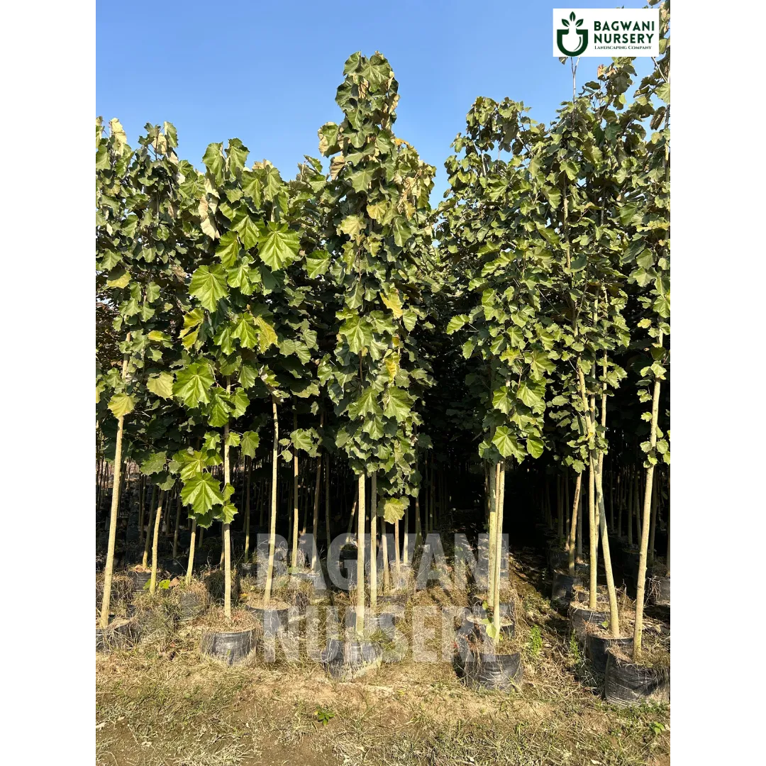 Kanak Champa tree Supplier, Pterospermum Acerifolium, Kanak Champa tree Supplier in India, Wholesale Kanak Champa, Wholesale Kanak Champa Supplier, Kanak Champa  Tree, Best Kanak Champa Nursery, Pterospermum Acerifolium in India, Bulk Kanak Champa Supplier, Timber Tree, Timber Tree Nursery, Wholesale Timber Tree Supplier, Best Timber Tree Nursery in India,