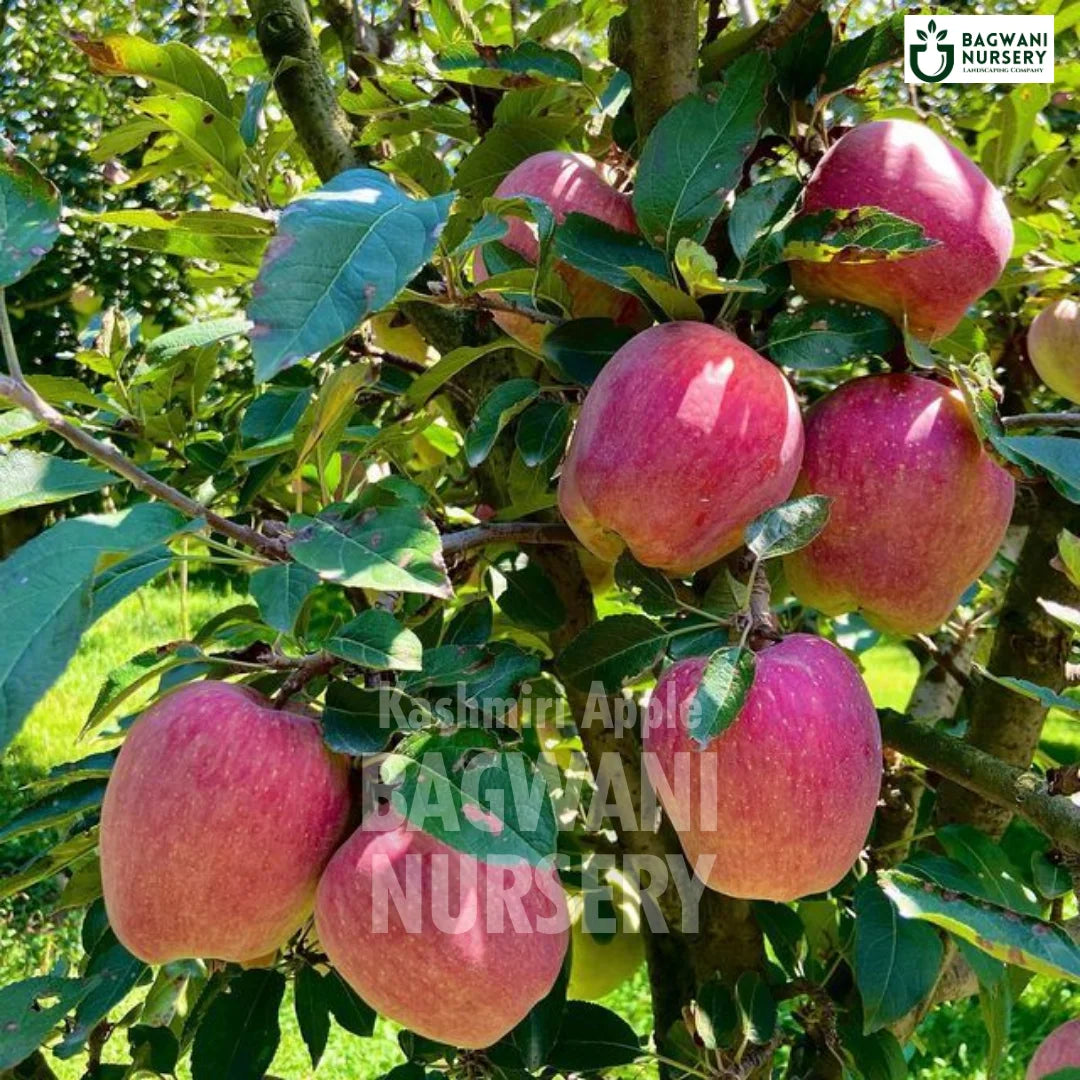 Kashmiri Apple tree Supplier, Malus domestica, Kashmiri Apple tree Supplier in India, Wholesale Kashmiri Apple, Wholesale Kashmiri Apple Supplier, Kashmiri Apple  Tree, Best Kashmiri Apple Nursery, Malus domestica in India, Bulk Kashmiri Apple Supplier, Fruit Tree, Fruit Tree Nursery, Wholesale Fruit Tree Supplier, Best Fruit Tree Nursery in India,