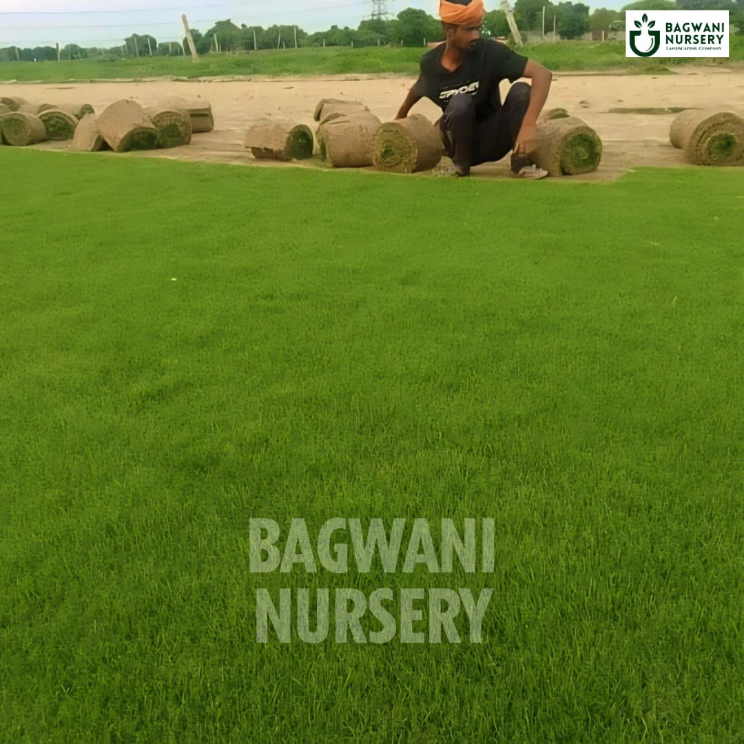 Korean Grass, Zoysia Japonica, Korean Lawn, Korean Grass Seed, Korean Turf Grass, Korean Lawn Grass, Korean Grass Price, Korean Grass Price Per Square Foot, Korean Grass in India, Korean Grass Supplier, Korean Lawn Grass Supplier, Wholesale Korean Lawn Grass, Wholesale Korean Grass Supplier, Korean Grass Carpet, Korean Natural Grass Carpet, Korean Lawn Grass Carpet, Korean Lawn Grass in Bulk, Natural Korean Lawn Grass, Korean Lawn Grass Wholesale Price, Natural Lawn Grass Supplier, Natural Lawn Grass, turf 