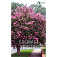 Lagerstroemia tree Supplier, Crepe Myrtle, Lagerstroemia tree Supplier in India, Wholesale Lagerstroemia, Wholesale Lagerstroemia Supplier, Lagerstroemia  Tree, Best Lagerstroemia Nursery, Crepe Myrtle in India, Bulk Lagerstroemia Supplier, Timber Tree, Timber Tree Nursery, Wholesale Timber Tree Supplier, Best Timber Tree Nursery in India,