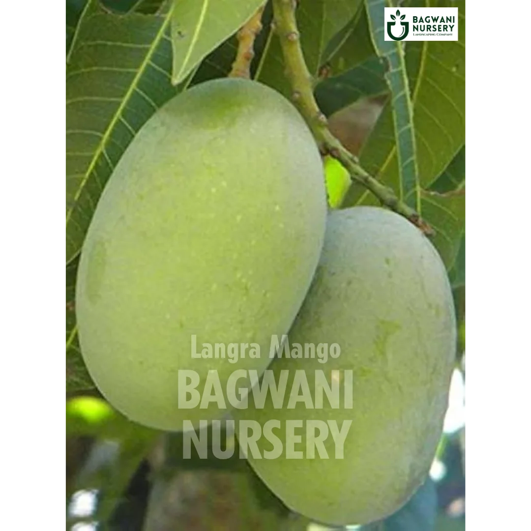 Langra Mango tree Supplier, Mangifera Indica, Langra Mango tree Supplier in India, Wholesale Langra Mango, Wholesale Langra Mango Supplier, Langra Mango  Tree, Best Langra Mango Nursery, Mangifera Indica in India, Bulk Langra Mango Supplier, Fruit Tree, Fruit Tree Nursery, Wholesale Fruit Tree Supplier, Best Fruit Tree Nursery in India,