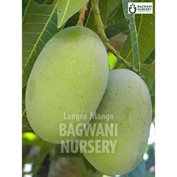 Langra Mango tree Supplier, Mangifera Indica, Langra Mango tree Supplier in India, Wholesale Langra Mango, Wholesale Langra Mango Supplier, Langra Mango  Tree, Best Langra Mango Nursery, Mangifera Indica in India, Bulk Langra Mango Supplier, Fruit Tree, Fruit Tree Nursery, Wholesale Fruit Tree Supplier, Best Fruit Tree Nursery in India,