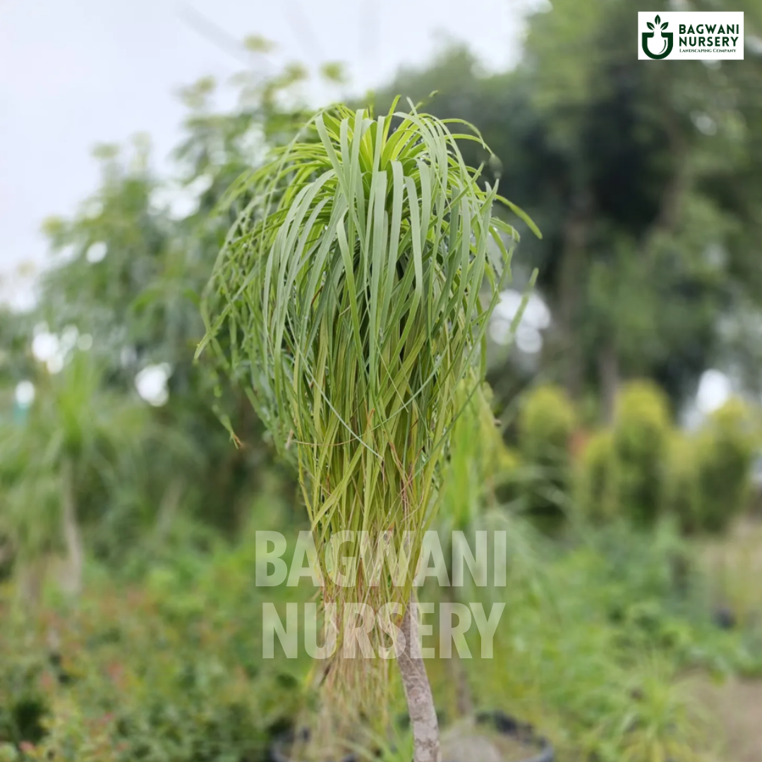 Ponytail Palm Supplier, Lolina Palm Supplier in India, Wholesale Ponytail Palm, Wholesale Ponytail Palm Supplier, Lolina Palm Nursery, Best Lolina Palm Nursery, Ponytail Palm in India, Bulk Lolina Palm Supplier