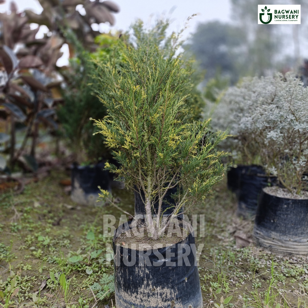 London Pine Supplier, London Pine Supplier in India, Wholesale London Pine, Wholesale London Pine Supplier, London Pine Nursery, Best London Pine Nursery, London Pine in India, Bulk London Pine Supplier