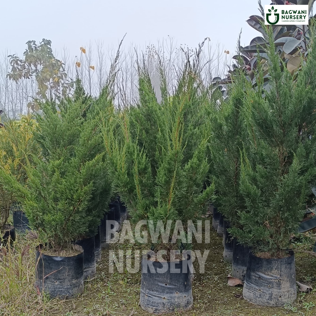 London Pine Supplier, London Pine Supplier in India, Wholesale London Pine, Wholesale London Pine Supplier, London Pine Nursery, Best London Pine Nursery, London Pine in India, Bulk London Pine Supplier