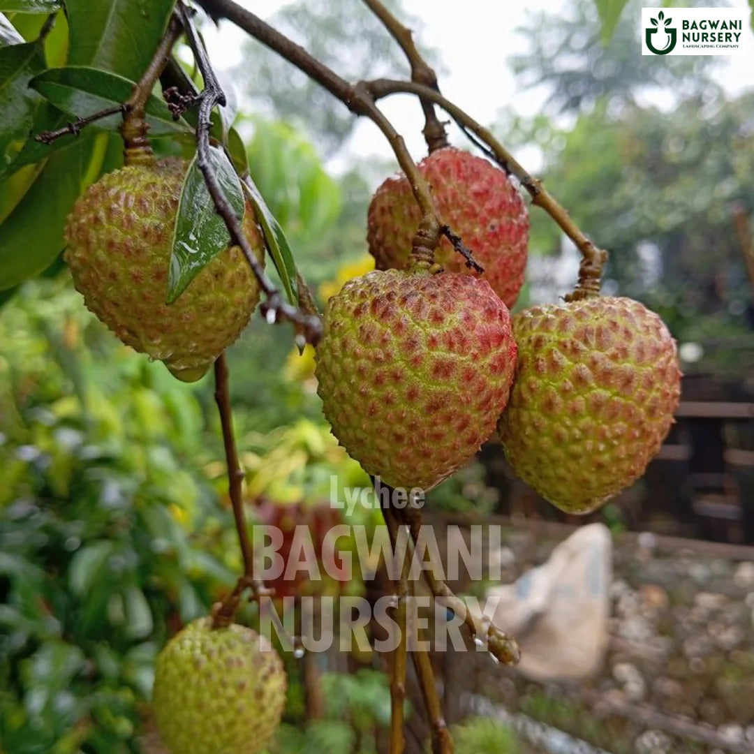 Litchi tree Supplier, Litchi Chinensis, Litchi tree Supplier in India, Wholesale Litchi, Wholesale Litchi Supplier, Litchi  Tree, Best Litchi Nursery, Litchi Chinensis in India, Bulk Litchi Supplier, Fruit Tree, Fruit Tree Nursery, Wholesale Fruit Tree Supplier, Best Fruit Tree Nursery in India,