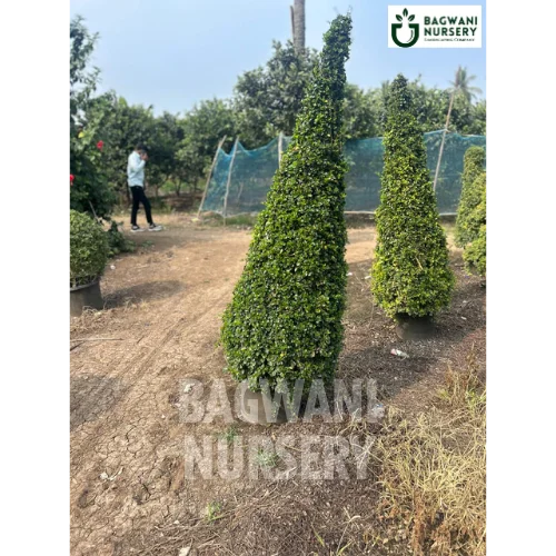 Malpighia Topiary | Malpighia Cone | Malpighia Spiral | Malpighia Ball | Bagwani Nursery | Wholesale Plant Supplier