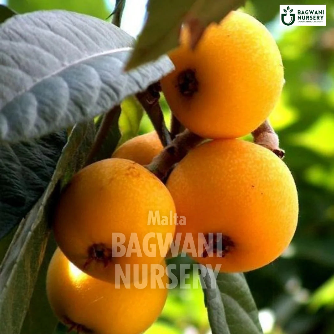 Malta tree Supplier, Citrus Sinensis, Malta tree Supplier in India, Wholesale Malta, Wholesale Malta Supplier, Malta  Tree, Best Malta Nursery, Citrus Sinensis in India, Bulk Malta Supplier, Fruit Tree, Fruit Tree Nursery, Wholesale Fruit Tree Supplier, Best Fruit Tree Nursery in India,