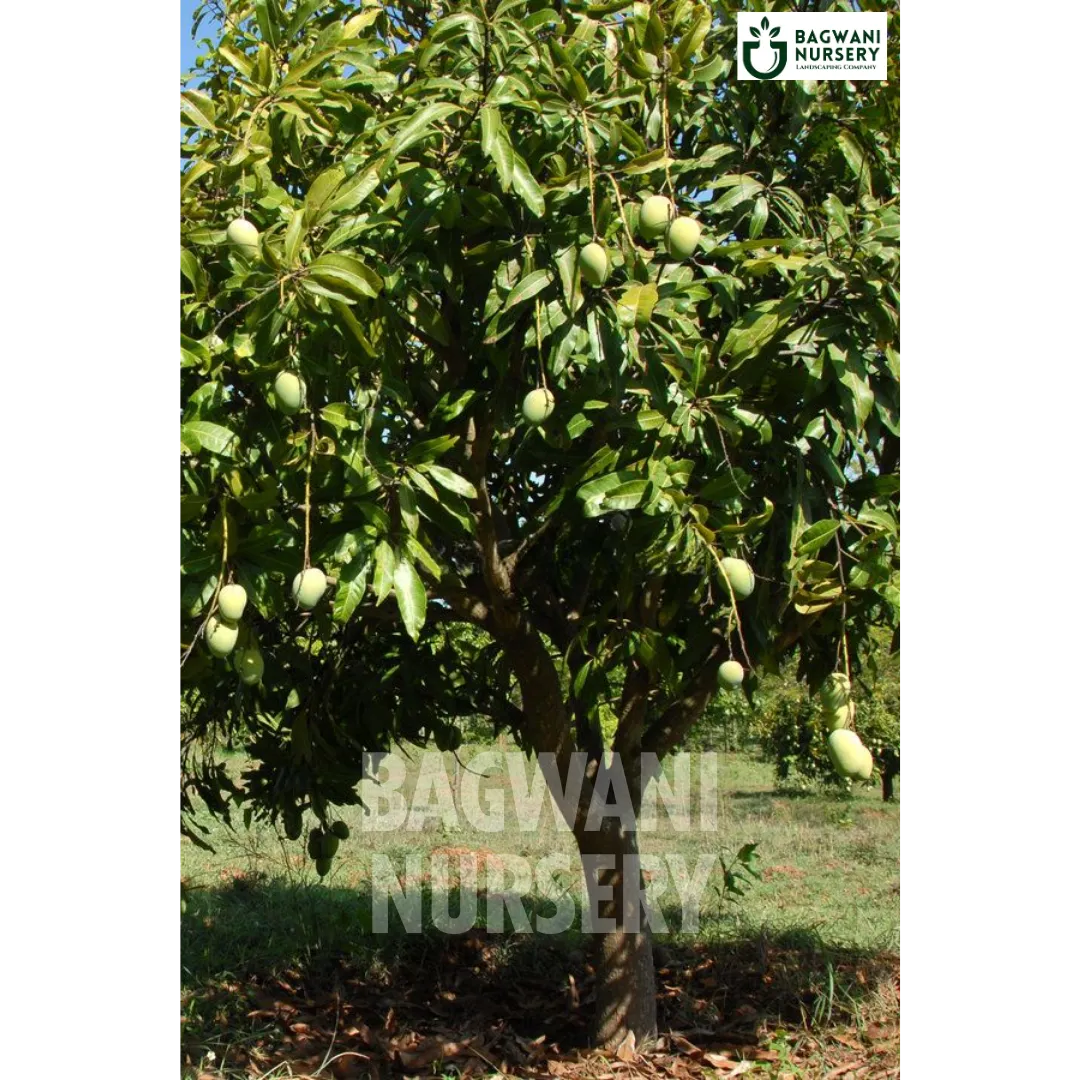 Mango tree Supplier, Mangifera Indica, Mango tree Supplier in India, Wholesale Mango, Wholesale Mango Supplier, Mango  Tree, Best Mango Nursery, Mangifera Indica in India, Bulk Mango Supplier, Timber Tree, Timber Tree Nursery, Wholesale Timber Tree Supplier, Best Timber Tree Nursery in India,