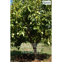 Mango tree Supplier, Mangifera Indica, Mango tree Supplier in India, Wholesale Mango, Wholesale Mango Supplier, Mango  Tree, Best Mango Nursery, Mangifera Indica in India, Bulk Mango Supplier, Timber Tree, Timber Tree Nursery, Wholesale Timber Tree Supplier, Best Timber Tree Nursery in India,