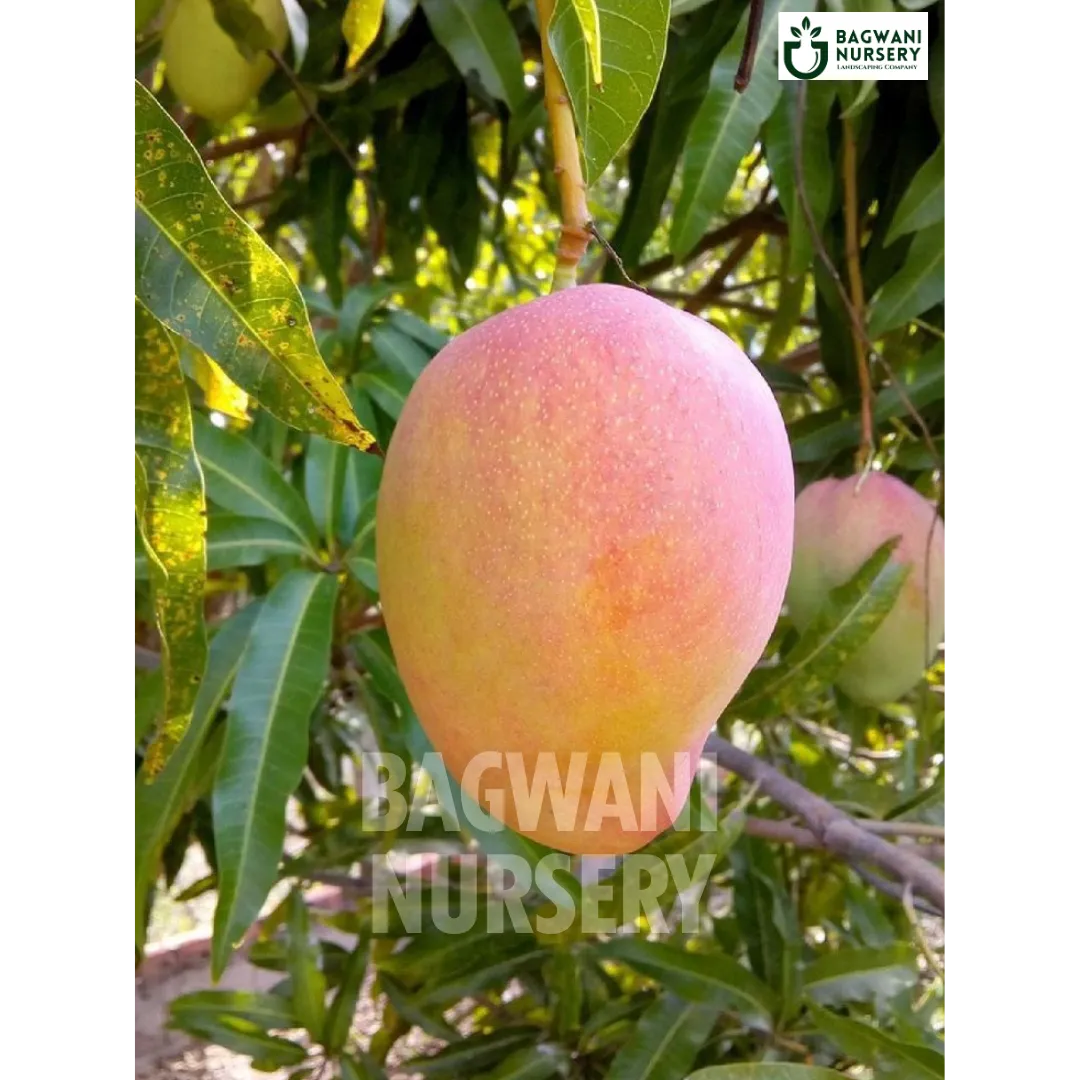 Mango tree Supplier, Mangifera Indica, Mango tree Supplier in India, Wholesale Mango, Wholesale Mango Supplier, Mango  Tree, Best Mango Nursery, Mangifera Indica in India, Bulk Mango Supplier, Timber Tree, Timber Tree Nursery, Wholesale Timber Tree Supplier, Best Timber Tree Nursery in India,