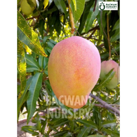 Mango tree Supplier, Mangifera Indica, Mango tree Supplier in India, Wholesale Mango, Wholesale Mango Supplier, Mango  Tree, Best Mango Nursery, Mangifera Indica in India, Bulk Mango Supplier, Timber Tree, Timber Tree Nursery, Wholesale Timber Tree Supplier, Best Timber Tree Nursery in India,