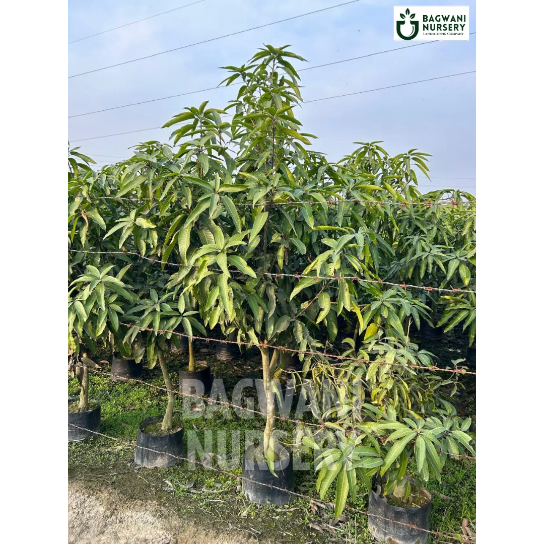 Mango tree Supplier, Mangifera Indica, Mango tree Supplier in India, Wholesale Mango, Wholesale Mango Supplier, Mango  Tree, Best Mango Nursery, Mangifera Indica in India, Bulk Mango Supplier, Timber Tree, Timber Tree Nursery, Wholesale Timber Tree Supplier, Best Timber Tree Nursery in India,