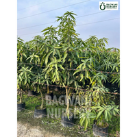 Mango tree Supplier, Mangifera Indica, Mango tree Supplier in India, Wholesale Mango, Wholesale Mango Supplier, Mango  Tree, Best Mango Nursery, Mangifera Indica in India, Bulk Mango Supplier, Timber Tree, Timber Tree Nursery, Wholesale Timber Tree Supplier, Best Timber Tree Nursery in India,