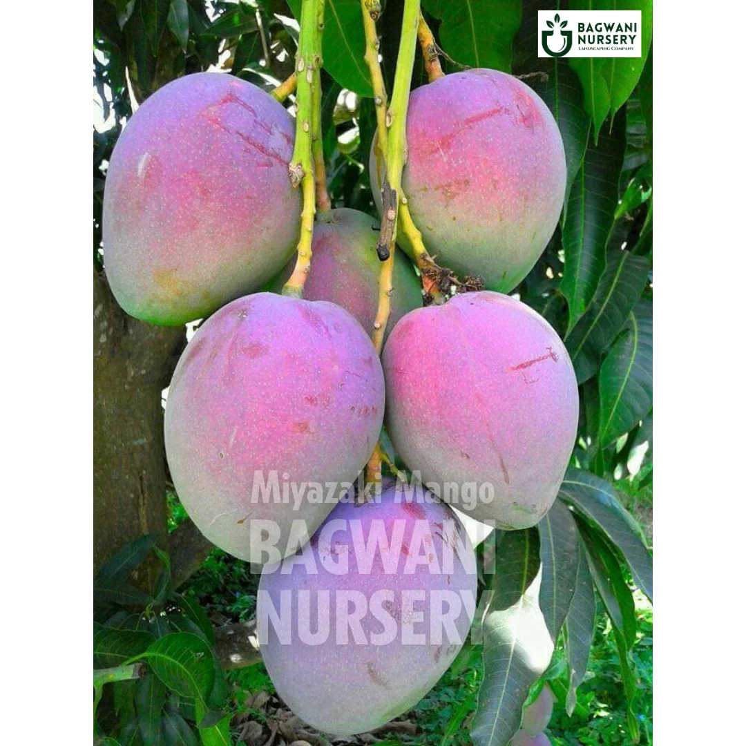 Miyazaki Mango tree Supplier, Mangifera Indica, Miyazaki Mango tree Supplier in India, Wholesale Miyazaki Mango, Wholesale Miyazaki Mango Supplier, Miyazaki Mango  Tree, Best Miyazaki Mango Nursery, Mangifera Indica in India, Bulk Miyazaki Mango Supplier, Fruit Tree, Fruit Tree Nursery, Wholesale Fruit Tree Supplier, Best Fruit Tree Nursery in India,
