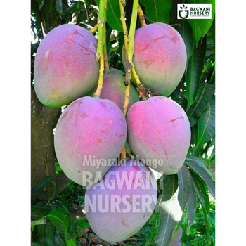 Miyazaki Mango tree Supplier, Mangifera Indica, Miyazaki Mango tree Supplier in India, Wholesale Miyazaki Mango, Wholesale Miyazaki Mango Supplier, Miyazaki Mango  Tree, Best Miyazaki Mango Nursery, Mangifera Indica in India, Bulk Miyazaki Mango Supplier, Fruit Tree, Fruit Tree Nursery, Wholesale Fruit Tree Supplier, Best Fruit Tree Nursery in India,
