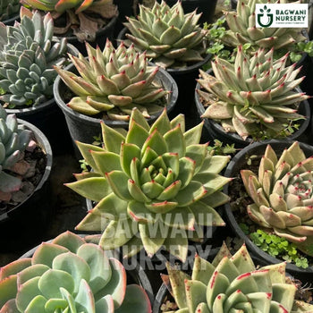 Molded Wax Agave, Agave Attenuata ‘Mediopicta’, Smooth Agave Succulent, Succulents Plants, Succulents Supplier, Succulents Supplier in India, Wholesale Succulents, Wholesale Succulents Supplier, Succulents Nursery, Best Succulents Nursery, Succulents in India, Bulk Succulents Supplier