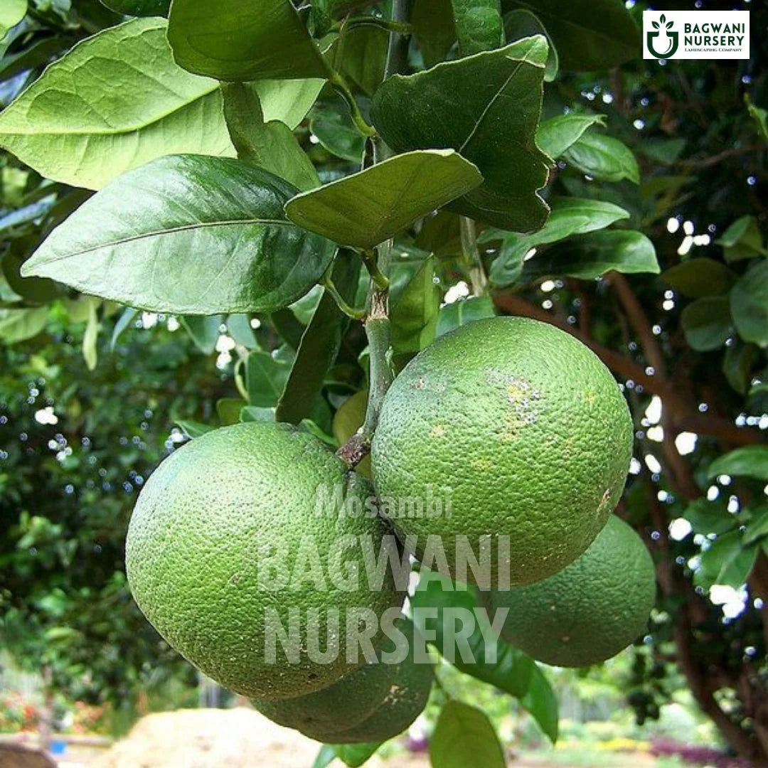 Mosambi tree Supplier, Citrus Limetta, Sweet Lemon tree Supplier in India, Wholesale Mosambi, Wholesale Mosambi Supplier, Sweet Lemon  Tree, Best Sweet Lemon Nursery, Citrus Limetta in India, Bulk Sweet Lemon Supplier, Fruit Tree, Fruit Tree Nursery, Wholesale Fruit Tree Supplier, Best Fruit Tree Nursery in India,