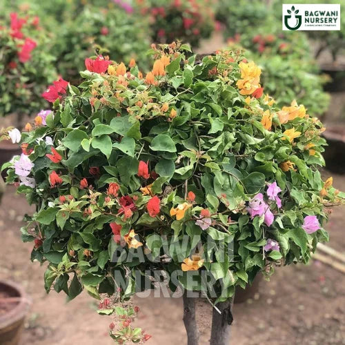 Multi-Colored Bougainvillea, Multi-Colored Bougainvillea plant, Paper Flower Tree, Multi-Colored Bougainvillea Tree, Paper Flower Tree Plant, Multi-Colored Bougainvillea in Bulk,