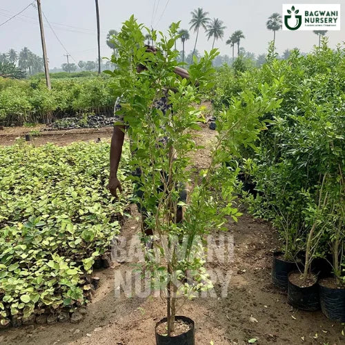 Murraya Paniculata, Murraya Paniculata plant, Orange Jasmine Tree, Murraya Paniculata Tree, Orange Jasmine Tree Plant, Murraya Paniculata in Bulk,