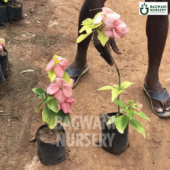 Mussaenda, Mussaenda plant, Pink Mussaenda Tree, Mussaenda Tree, Pink Mussaenda Tree Plant, Mussaenda in Bulk,