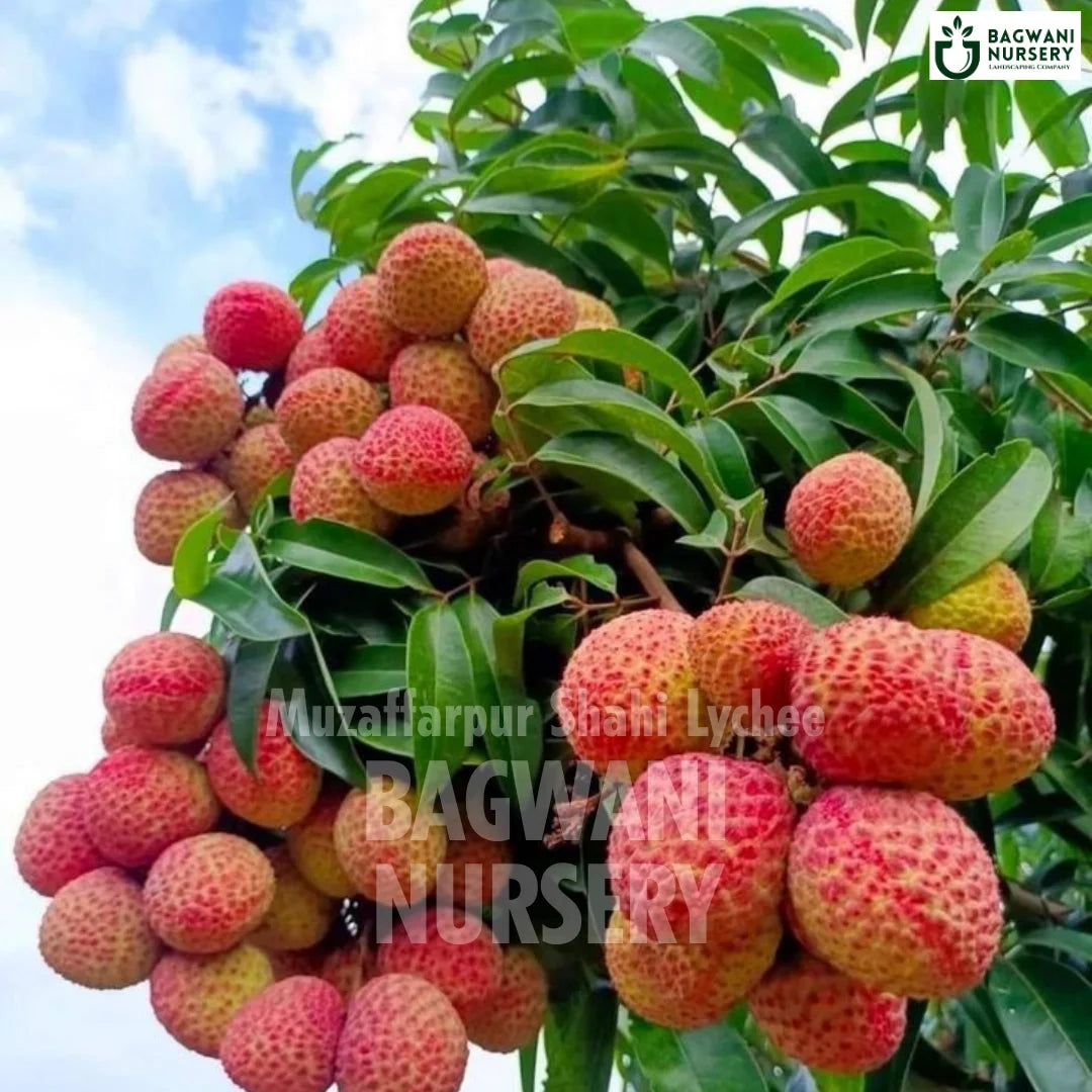 Shahi Litchi tree Supplier, Litchi Chinensis, Muzaffarpur Shahi Litchi tree Supplier in India, Wholesale Shahi Litchi, Wholesale Shahi Litchi Supplier, Muzaffarpur Shahi Litchi  Tree, Best Muzaffarpur Shahi Litchi Nursery, Litchi Chinensis in India, Bulk Shahi Litchi Supplier, Fruit Tree, Fruit Tree Nursery, Wholesale Fruit Tree Supplier, Best Fruit Tree Nursery in India,