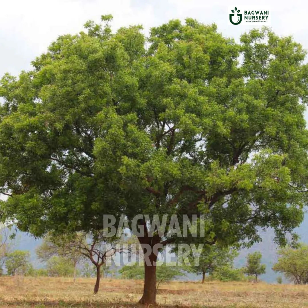 Neem tree Supplier, Azadirachta Indica, Neem tree Supplier in India, Wholesale Neem, Wholesale Neem Supplier, Neem  Tree, Best Neem Nursery, Azadirachta Indica in India, Bulk Neem Supplier, Timber Tree, Timber Tree Nursery, Wholesale Timber Tree Supplier, Best Timber Tree Nursery in India,