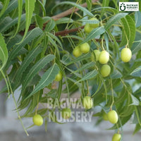 Neem tree Supplier, Azadirachta Indica, Neem tree Supplier in India, Wholesale Neem, Wholesale Neem Supplier, Neem  Tree, Best Neem Nursery, Azadirachta Indica in India, Bulk Neem Supplier, Timber Tree, Timber Tree Nursery, Wholesale Timber Tree Supplier, Best Timber Tree Nursery in India,