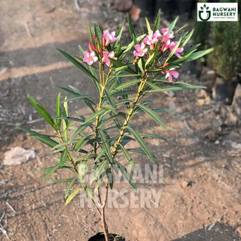 Nerium oleander, Nerium oleander plant, Dwarf Red Oleander Tree, Nerium oleander Tree, Dwarf Red Oleander Tree Plant, Nerium oleander in Bulk,